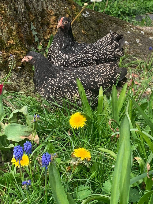Broedeieren Barnevelder kriel zilver dubbelgezoomd - Bestellen of reserveren door contact op te nemen