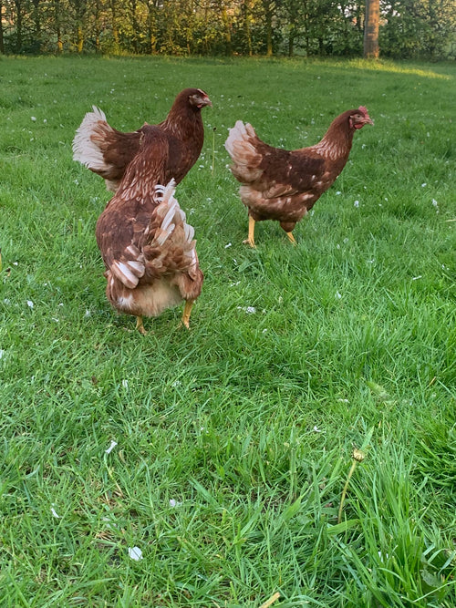Broedeieren Lohman brown (bruine leghen) - Bestellen of reserveren door contact op te nemen