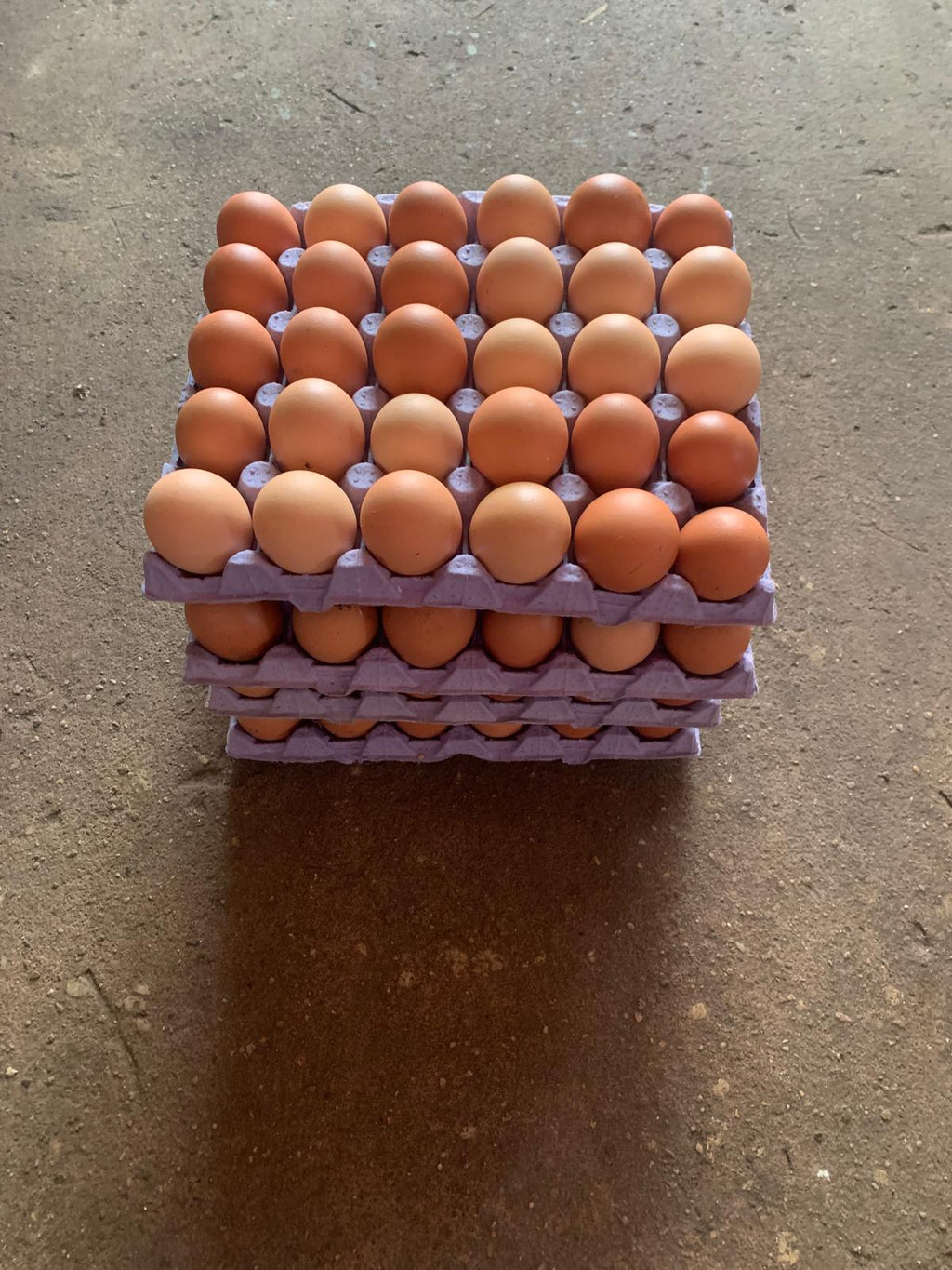 Broedeieren Lohman brown (bruine leghen) - Bestellen of reserveren door contact op te nemen