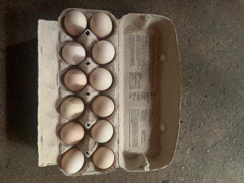 Broedeieren Barnevelder kriel zilver dubbelgezoomd - Bestellen of reserveren door contact op te nemen